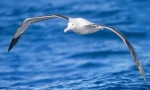 Albatross
